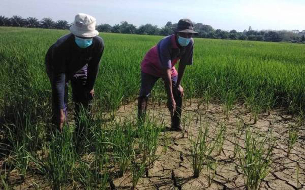 格姆布区稻田难题多 槟消协促农业部解决